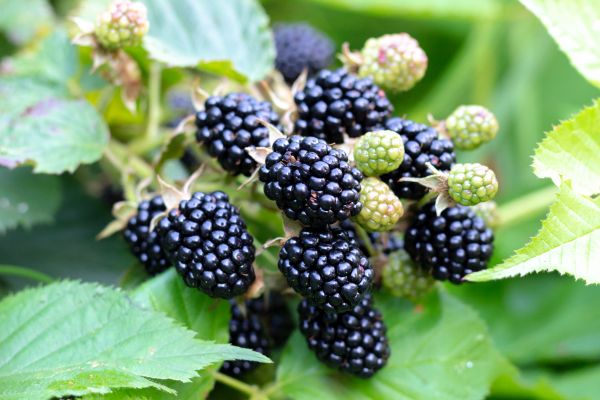 Blackberry Bush Removal in Gulfport