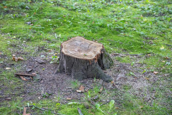 Bush Stump Removal in Gulfport