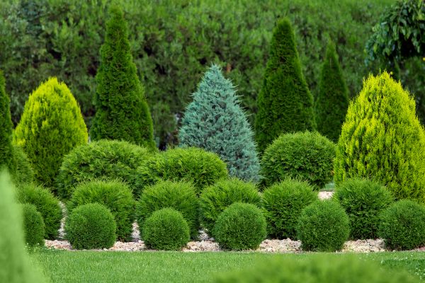 Cost of Bush Trimming Service in Gulfport