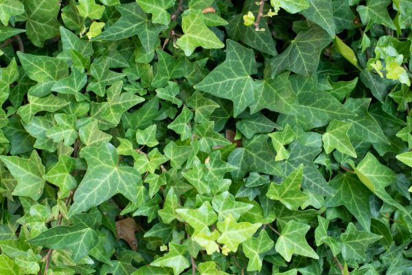Cost of English Ivy Removal in Gulfport