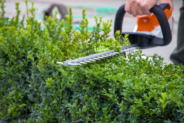 Hedge Pruning in Gulfport