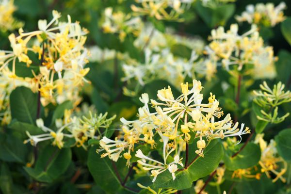 Cost of Honeysuckle Removal in Gulfport