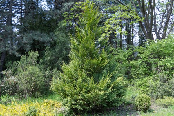 Cost of Juniper Pruning in Gulfport