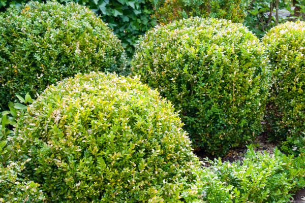 Cost of Landscape Trimming Service in Gulfport