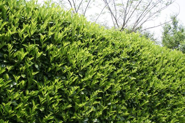 Cost of Laurel Removal in Gulfport
