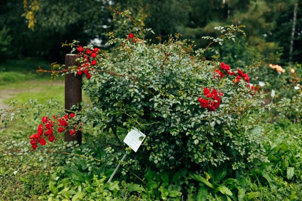 Cost of Rose Bush Removal in Gulfport