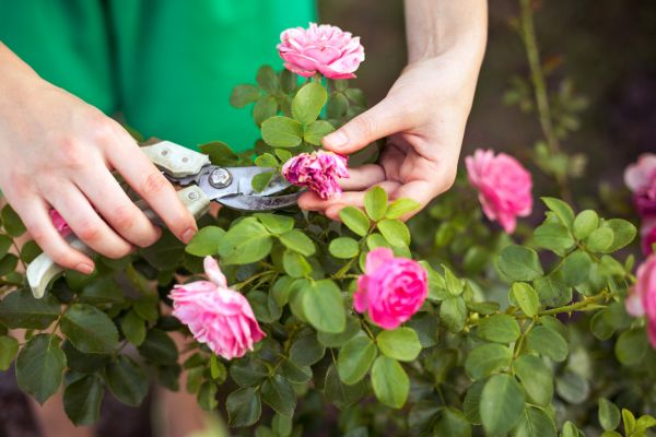Cost of Rose Trimming in Gulfport