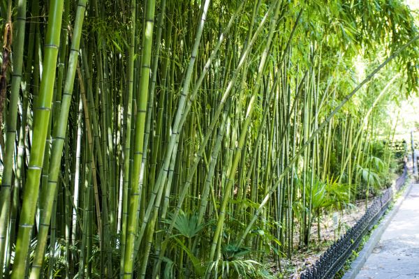 Cost of Bamboo Root Removal in Gulfport