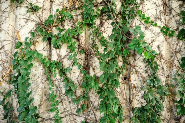 Cost of Vine Removal Service in Gulfport