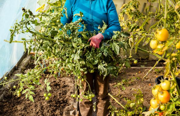 Cost of Garden Plant Removal in Gulfport