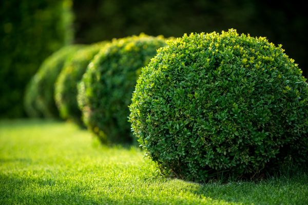Cost of Bush Pruning in Gulfport