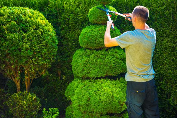 Cost of Topiary Shaping in Gulfport
