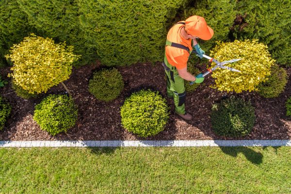 Cost of Topiary Trimming in Gulfport