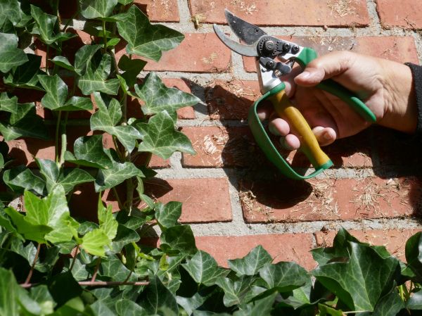 Cost of Ivy Removal Service in Gulfport