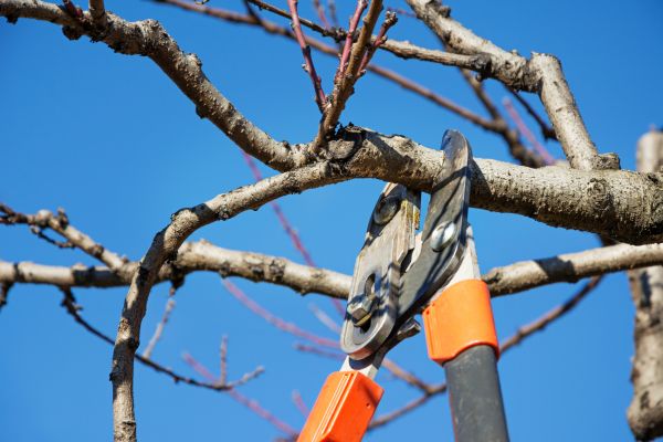 Cost of Selective Pruning in Gulfport