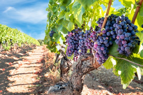 Cost of Grapevine Pruning in Gulfport