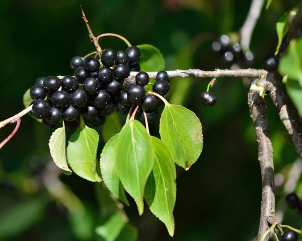 Cost of Buckthorn Removal in Gulfport