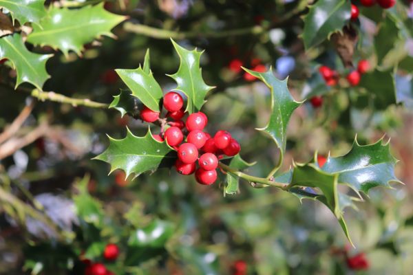 Cost of Holly Tree Trimming in Gulfport