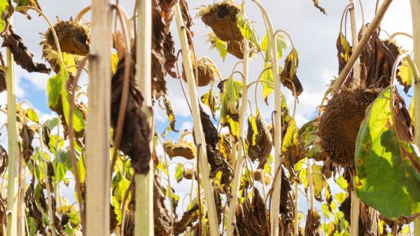 Cost of Dead Plant Removal in Gulfport