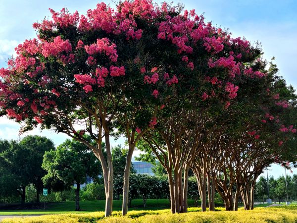 Cost of Crepe Myrtle Pruning in Gulfport