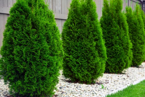 Cost of Arborvitae Pruning in Gulfport