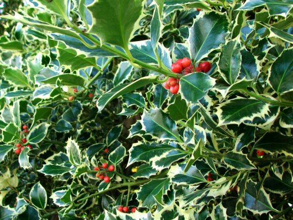 Cost of Holly Bushes Trimming in Gulfport