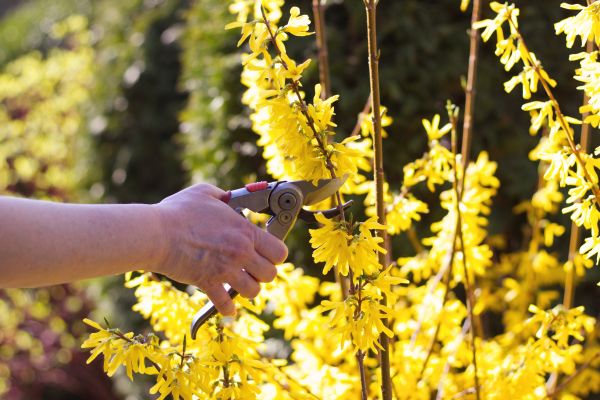 Forsythia Pruning in Gulfport