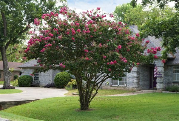 Crepe Myrtle Trimming in Gulfport