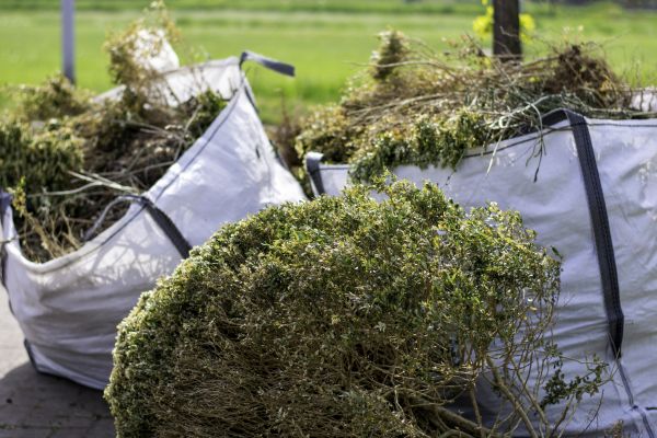 Cost of Shrubs Removal in Gulfport