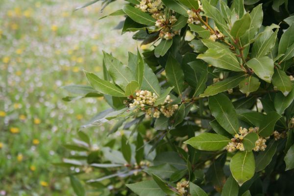 Cost of Laurel Trimming in Gulfport