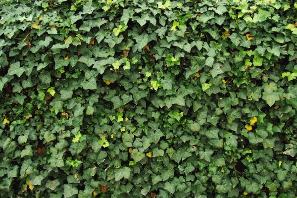 Cost of Ivy Pruning service in Gulfport