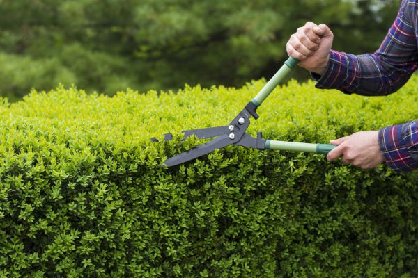 Cost of Evergreen Shrub Pruning in Gulfport