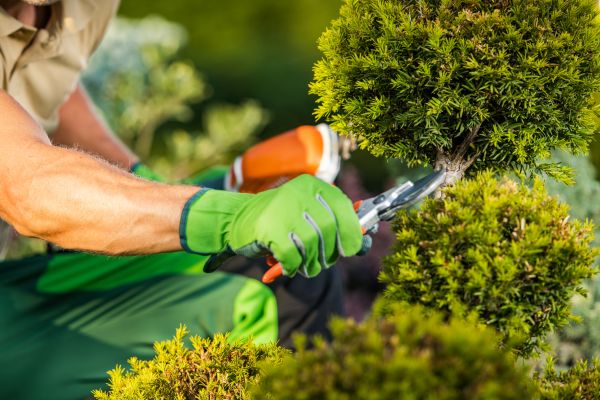 Cost of Landscape Pruning Service in Gulfport