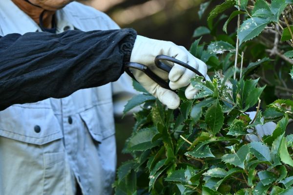 Holly Pruning in Gulfport
