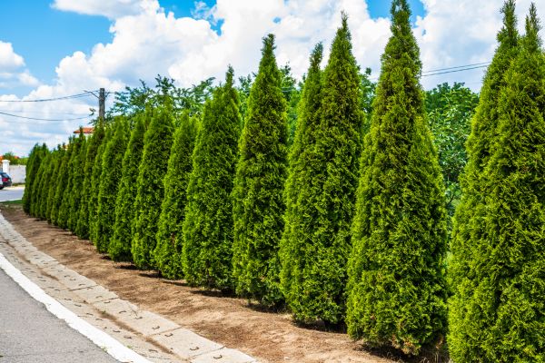 Cost of Arborvitae Shearing in Gulfport