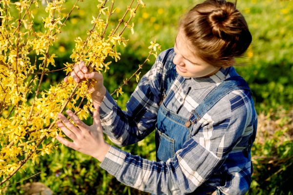 Cost of Forsythia Trimming in Gulfport