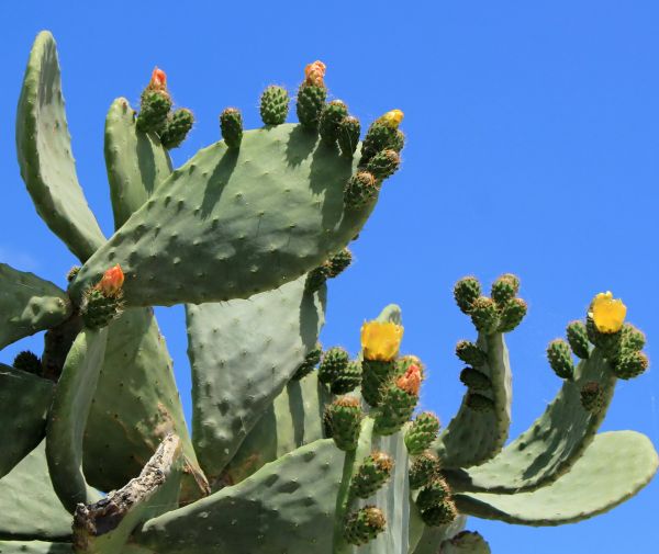 Cost of Cactus Removal in Gulfport