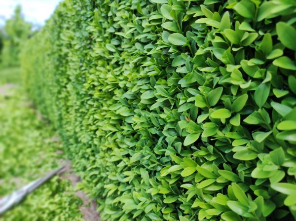 Cost of Boxwood Pruning in Gulfport