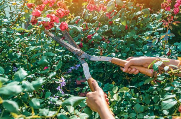 Knockout Roses Pruning in Gulfport