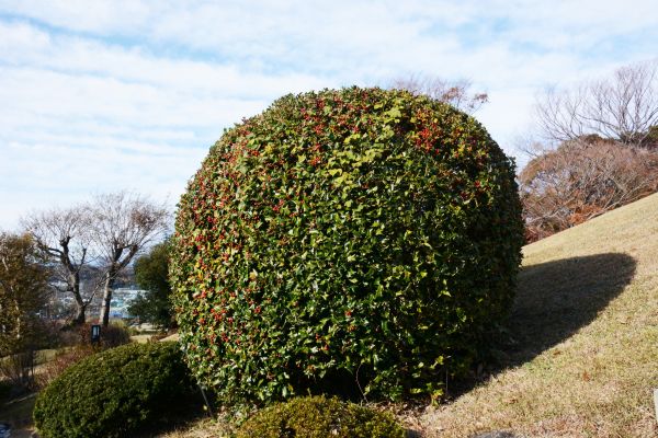 Cost of Holly Shrub Pruning in Gulfport
