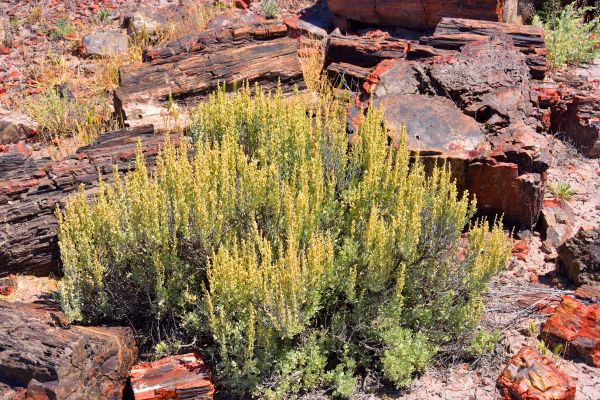 Cost of Sagebrush Removal in Gulfport