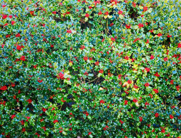 Cost of Holly Bush Removal in Gulfport
