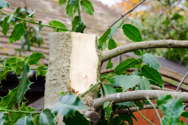 Cost of Holly Tree Removal in Gulfport