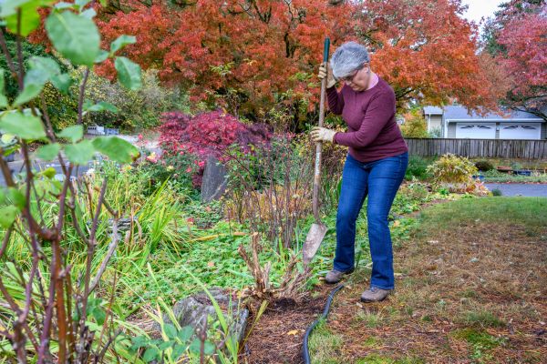 Cost of Dead Bush Removal in Gulfport