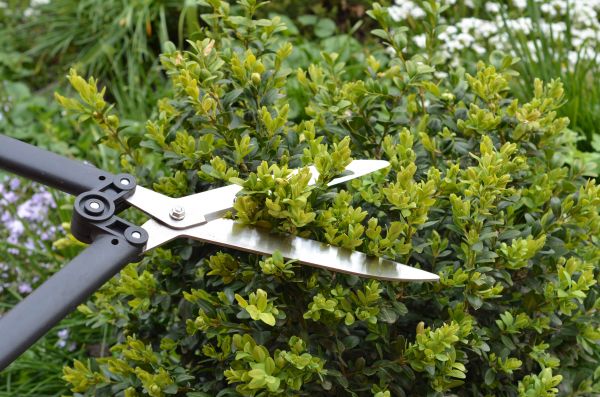 Cost of Boxwood Trimming in Gulfport