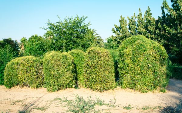 Cost of Bamboo Hedge Removal in Gulfport