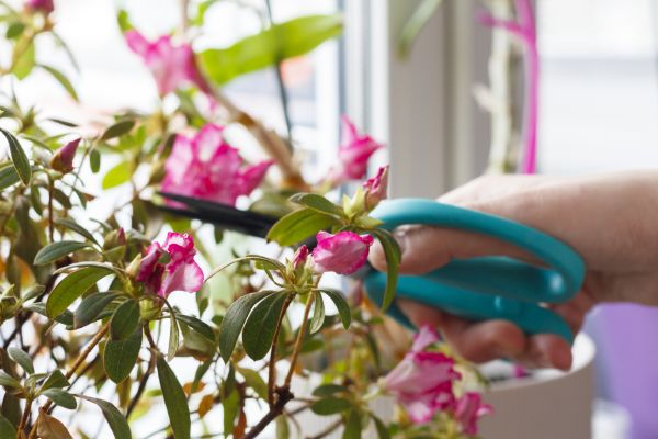Azalea Pruning in Gulfport