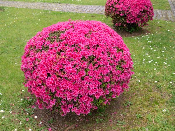Cost of Rhododendron Pruning in Gulfport