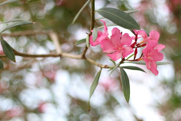 Cost of Oleander Removal in Gulfport