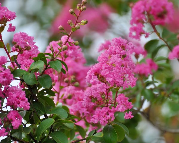 Cost of Crepe Myrtle Removal in Gulfport